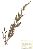 藏品(路氏溝酸漿)的圖片